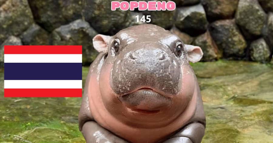 POPDENG เกมคลิกน้อง “หมูเด้ง” ประเทศไทยทำคะแนนนำไอซ์แลนด์ขาดลอย รั้งที่หนึ่งของโลกแล้ว!